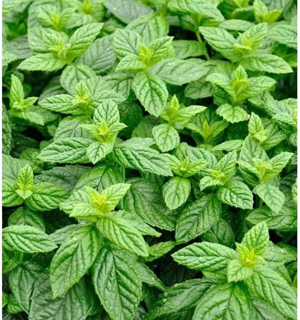 Grüne Minze Spearmint Mentha spicata von Die Nr-01.de in Grün - Bild 1