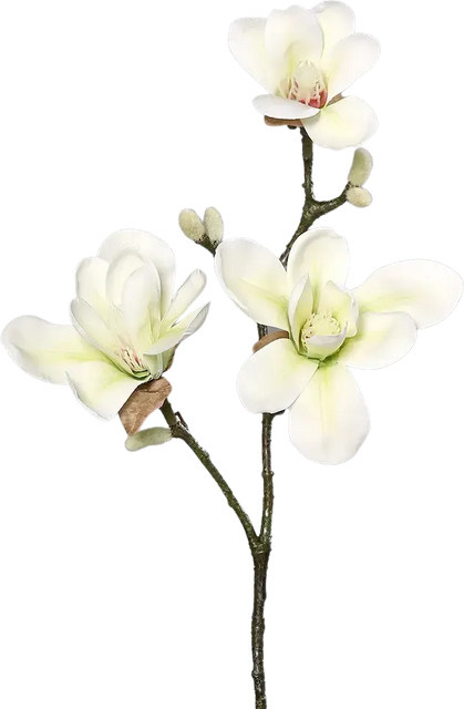 Künstliche Magnolie von Aplanta, Höhe: 40 cm - Bild 1