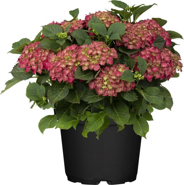 GROW by OBI Bauernhortensie Hydrangea macrophylla Rot, Höhe: 30 - 50 cm, Topfgröße: 5 cm - Bild 1
