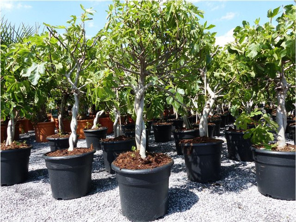 Winterharte Feige Ficus Carica in einem Topf von Grünwaren
