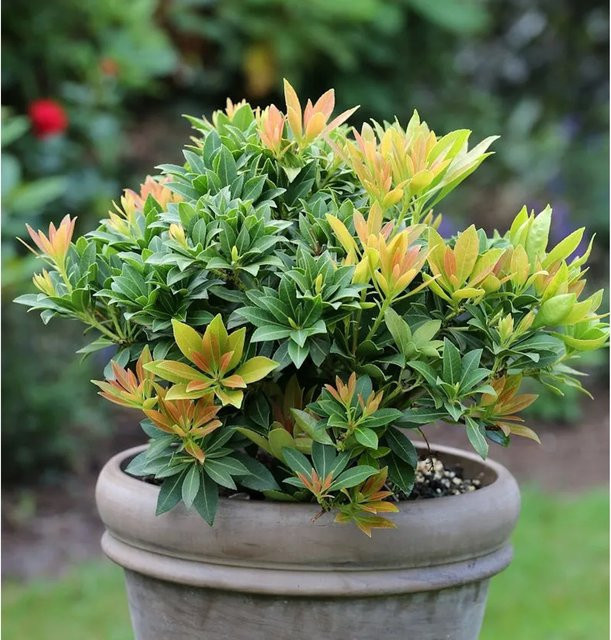 Pieris japonica Sarabande Lavendelheide Schattenglöckchen, grün, Höhe: 25-30 cm - Bild 1