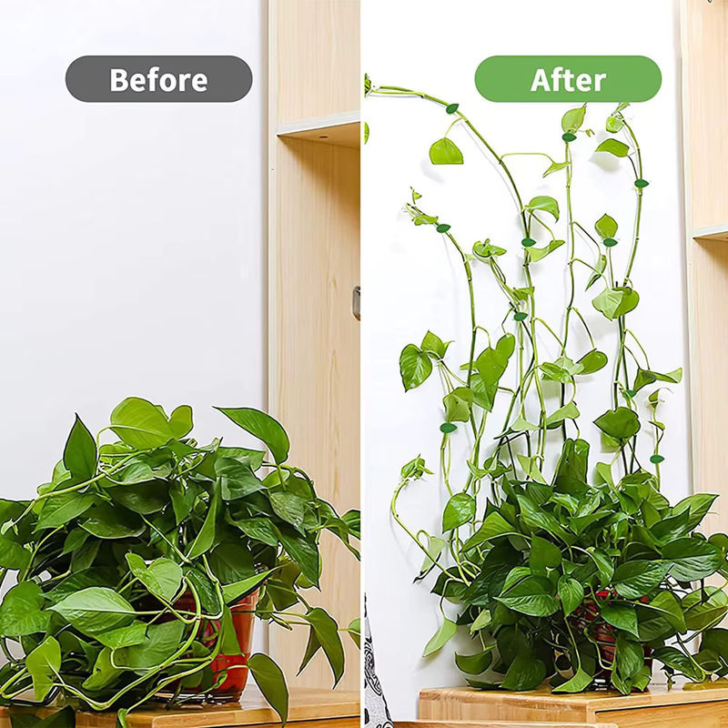 Transparente Kletterwand Befestigung Clips für Gartenpflanzen und Reben zur Unterstützung von Kletterpflanzen - Bild 6