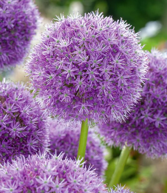 Allium Gladiator Zierlauch in Violett - Bild 1
