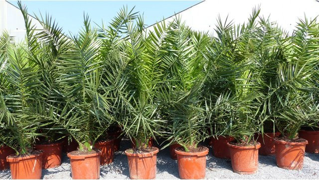 Winterharte kanarische Dattelpalme Phoenix canariensis in Grün, Höhe: 180 cm - Bild 1
