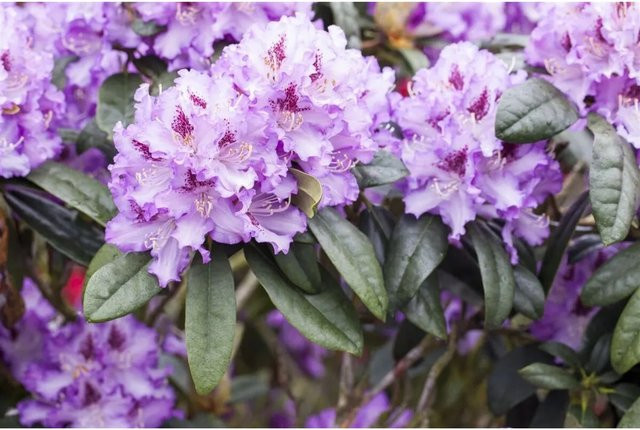 Rhododendron Hybr. Blue Peter Blau-Violett 80–90 cm - Bild 1