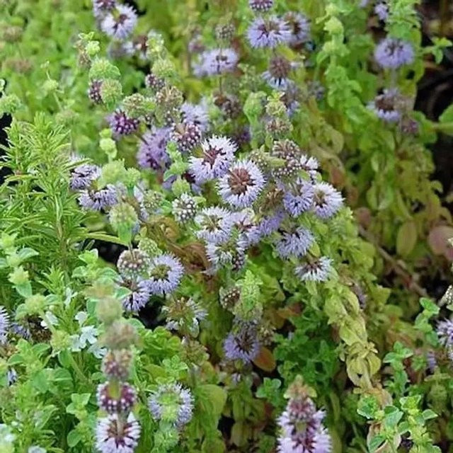 Poleiminze Mentha pulegium als mehrjährige Pflanze im Topf von Nr-01.de - Bild 1