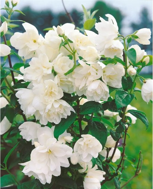 Philadelphus Little White Love Duftjasmin Weiß 60–80 cm - Bild 1