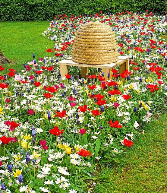 Frühlings-Zwiebelmix Bienenkorb - Bild 1