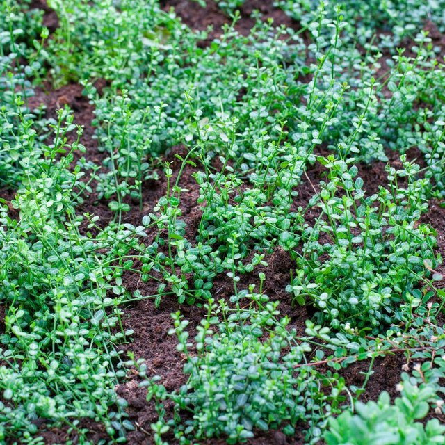 Kleinblättrige Teppichspindel Minimus mit 12 Pflanzen - Bild 1