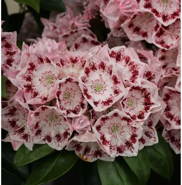 Kalmia latifolia Berglorbeer Zierstrauch von Nr-01.de, Topfpflanze 20-25 cm - Bild 1