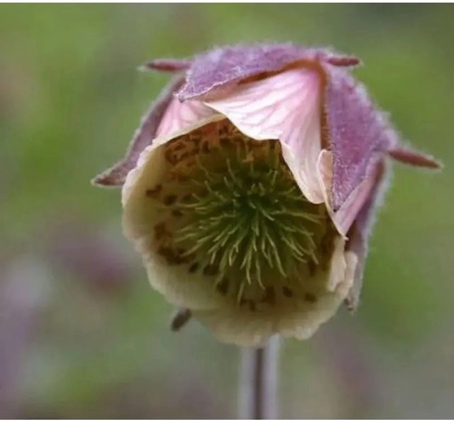 Rosa Bachnelkenwurz Geum rivale als mehrjährige Staude für Naturgärten und Uferzonen - Bild 1