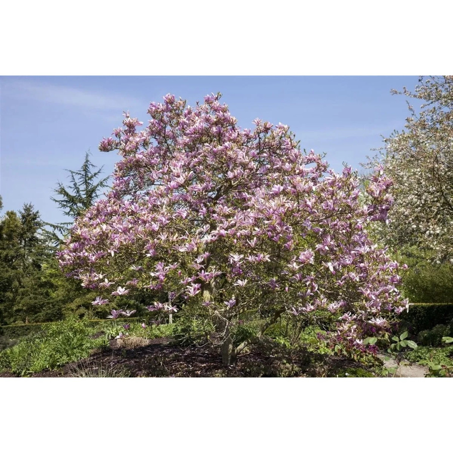 Magnolia Galaxy Magnolie mit rosa Blüten als Zierstrauch für den Garten, Höhe: 150–175 cm - Bild 2