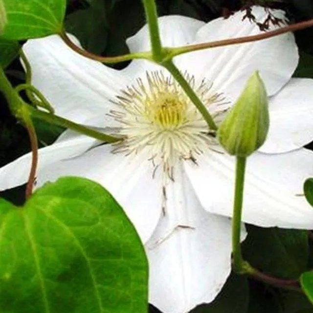 Großblumige Clematis Waldrebe Mevrouw Le Coultre in Weiß von Arborix im Container (50 bis 60 cm) - Bild 1