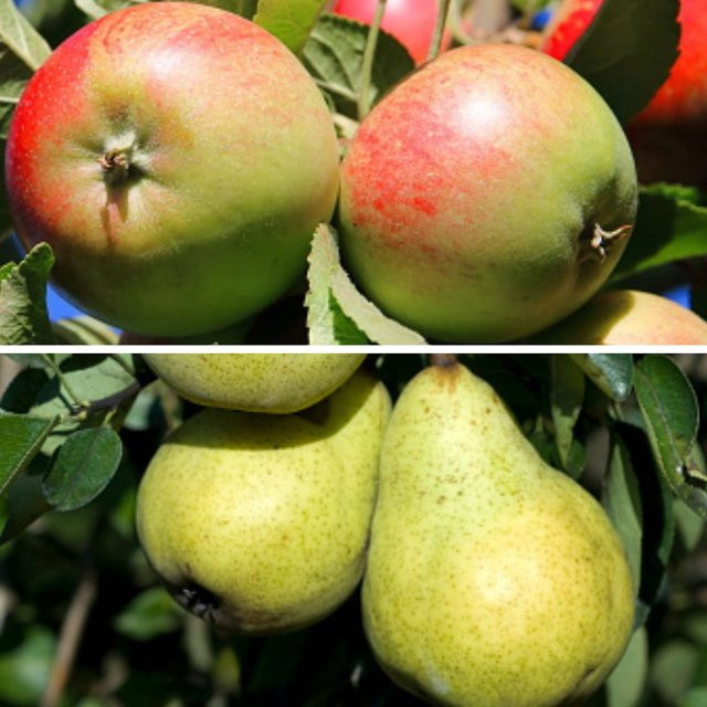 Bio-Obst Set mit Apfel und Birne, 2 Pflanzen, Farbe: Rosa - Bild 1
