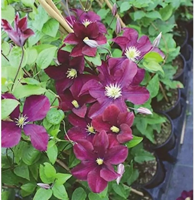 Clematis Waldrebe Warszawska Nike purpurrot als mehrjährige Kübelpflanze - Bild 1