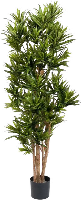Künstlicher Drachenbaum Reflexa Neo von Aplanta, Höhe: 150 cm - Bild 1
