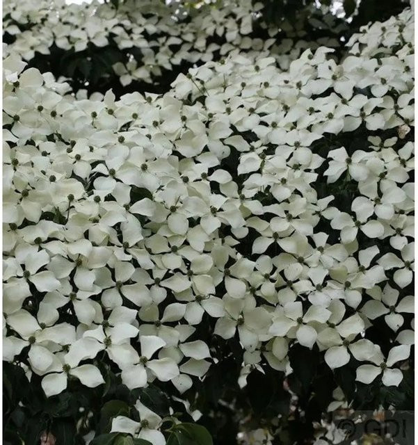 Chinesischer Blumen-Hartriegel Cornus kousa Wietings Select von Die Nr-01.de in Weiß und Rot, Höhe: 40-60 cm - Bild 1
