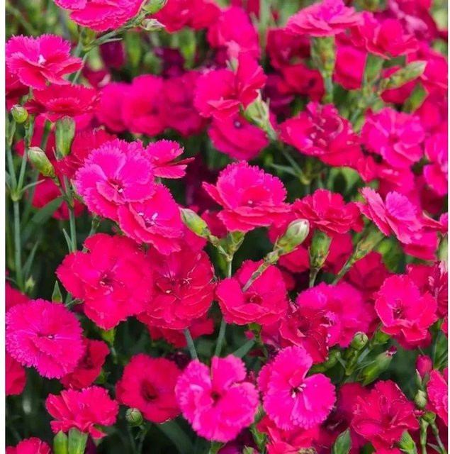 Federnelke Dianthus plumarius Whatfield Magenta als Bodendecker für Steingarten und Bauerngarten - Bild 1