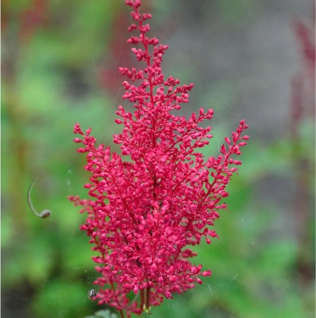 Astilbe japonica Red Sentinel Prachtspiere von Nr-01.de, rote Schnittblume und Bodendecker - Bild 1