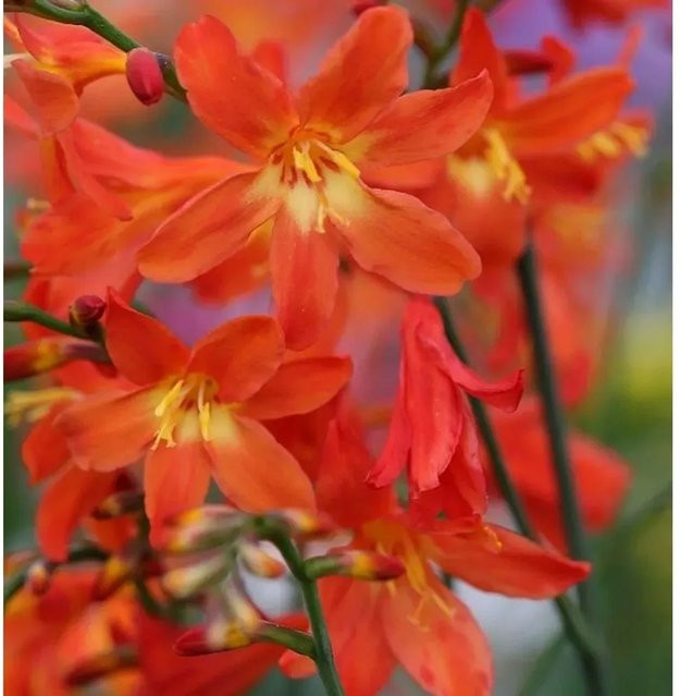 Riesen Montbretie Crocosmia paniculata in Orange von Nr-01.de - Bild 1