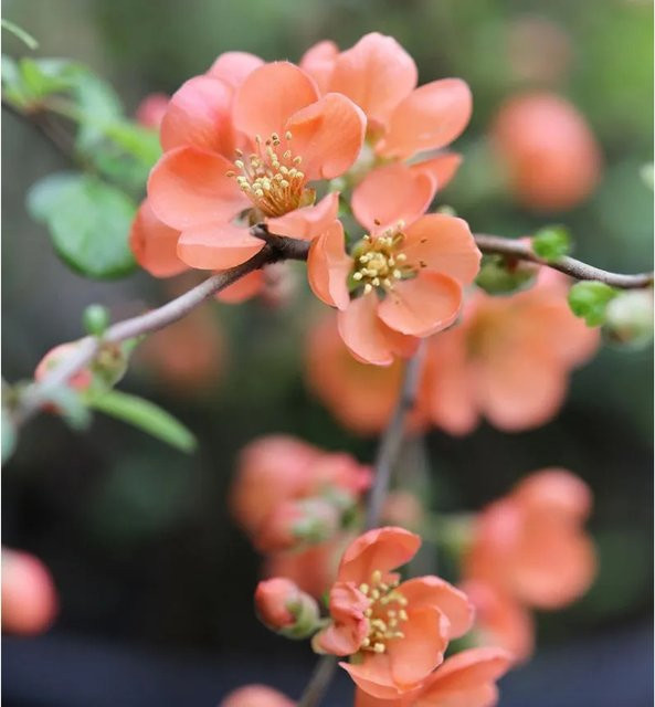 Zierquitte Orange Trail Chaenomeles Heckenpflanze in Orange, Höhe: 40-60 cm - Bild 1
