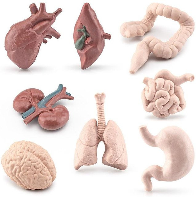 Fashnics Simulation des menschlichen Körpers, Torso-Modell, Lernspielzeug - Bild 1