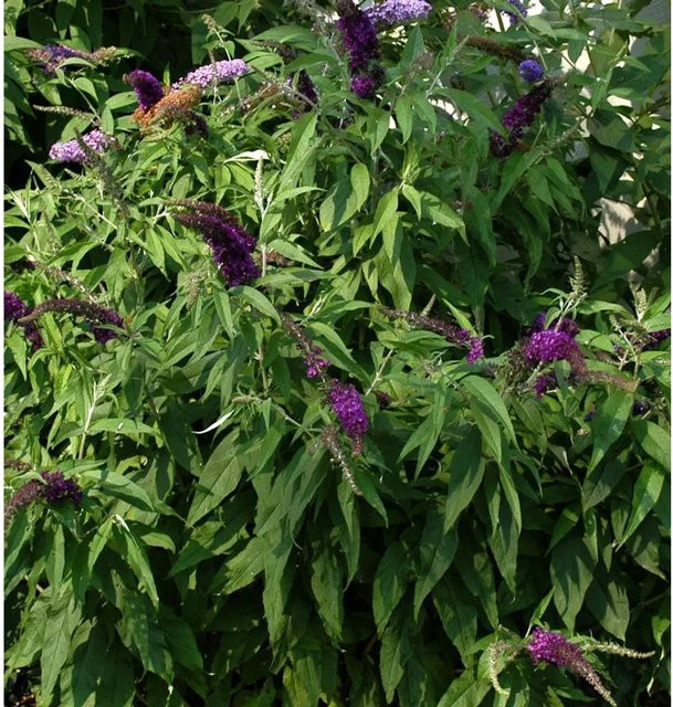 Buddleja Sommerflieder Santana in Pink/Purple, Höhe: 60-80 cm - Bild 1