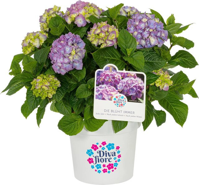 GROW by OBI Bauernhortensie Diva Fiore Violett Hydrangea macrophylla im Topf - Bild 1