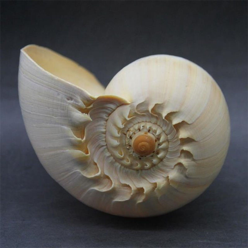 Natürliche Muschelschale von ORIGIFTS in Gelb und Creme als Dekoration für Aquarium oder Blumentopf, Durchmesser: 17-22 cm - Bild 1