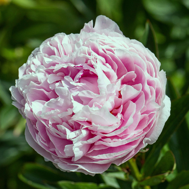 Paeonia Pfingstrose als Stauden im Topf in Hellrosa von BLUME2000 - Bild 1