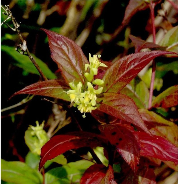 Diervilla splendens Buschgeißblatt Kodiak Black in Schwarz, Purpur und Rot, 40-60 cm - Bild 1