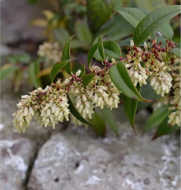 Leucothoe fontanesiana Traubenheide Strauch für den Garten, Höhe: 20-30 cm - Bild 1