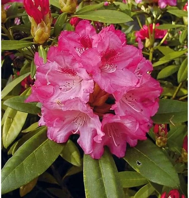 Rhododendron Sneezy Alpenrose als Hochstamm in Pink, Höhe: 60-80 cm - Bild 1