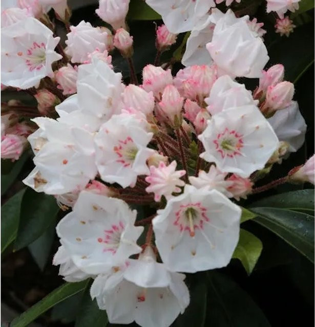 Berglorbeer Kalmia latifolia als Zierstrauch für deinen Garten, Höhe: 30-40 cm - Bild 1