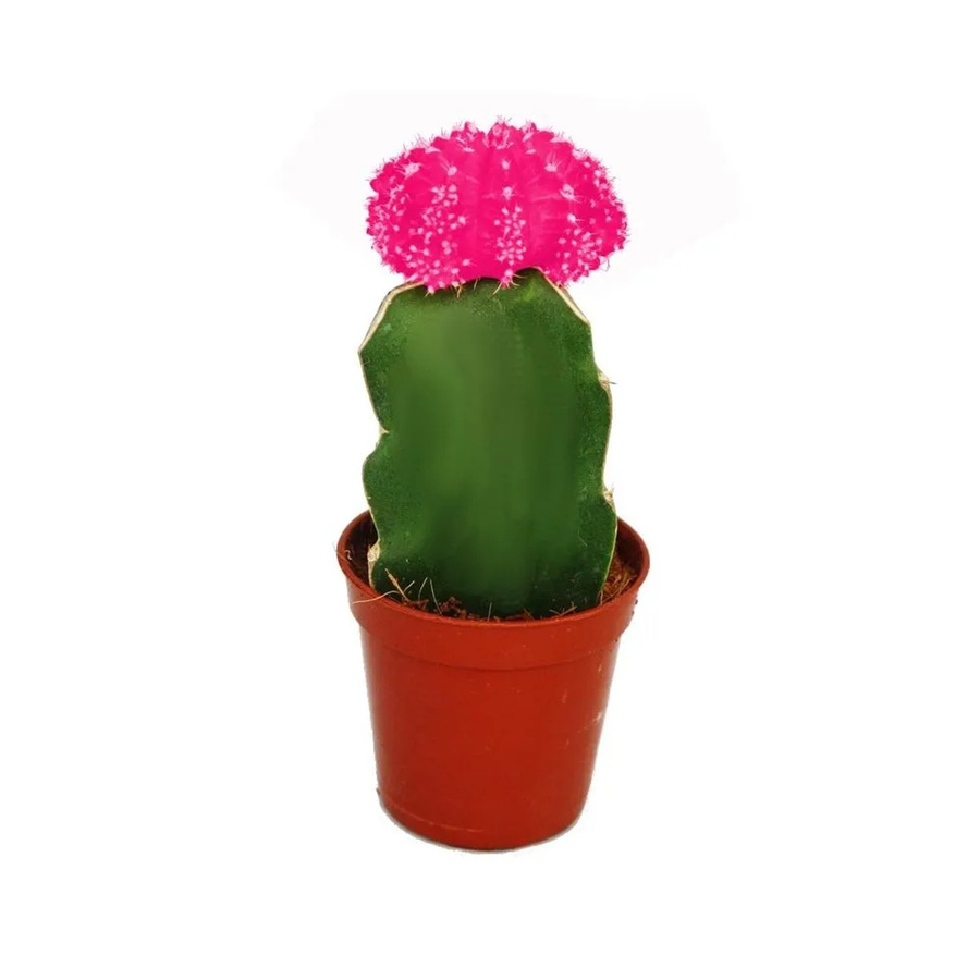Exotenherz Gymnocalycium Mihanovichii Erdbeerkaktus in Rosa, Topfgröße: 5,5 cm - Bild 2