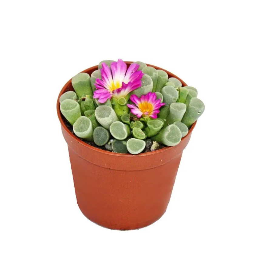 Exotenherz Frithia Pulchra Fensterblatt Sukkulente im 5,5 cm Topf - Bild 2