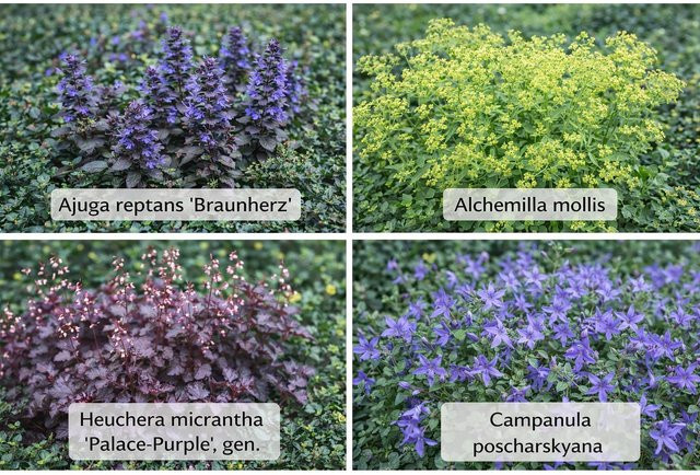 Schattenkünstler Themenset mit 12 Stück Stauden für schattige Gartenbereiche und Schattenbeete - Bild 1