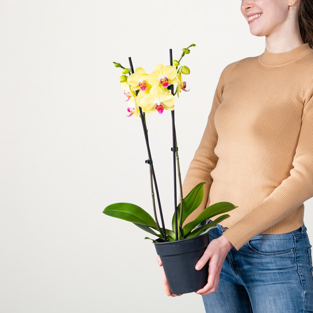 Phalaenopsis Limelight Orchidee von BLUME2000 in Gelb, Tischpflanze - Bild 1