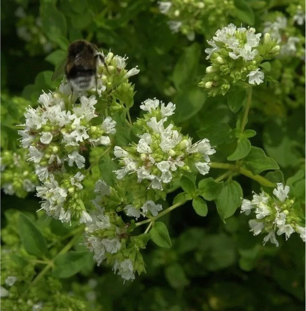 Wilder Majoran Hirtum Origanum vulgare als mehrjährige Gartenpflanze im Topf - Bild 1