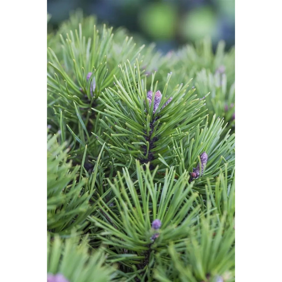 Pinus Pumila Glauca Zwerg-Kiefer Blau-Grün als Zierstrauch und Koniferenpflanze - Bild 2