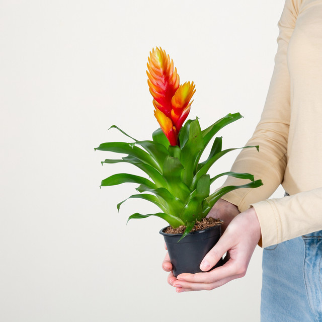 Vriesea El Dorado Zimmerpflanze von Green Living in Gelb, Rot und Orange Multicolor - Bild 1