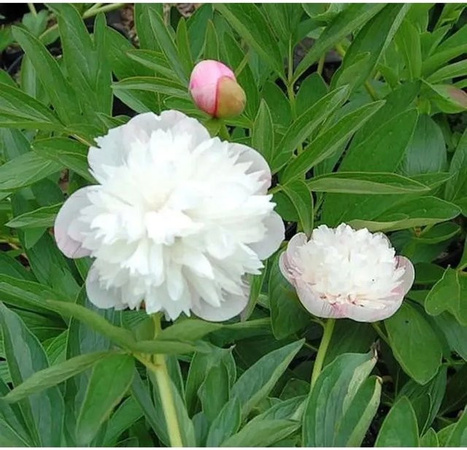 Pfingstrose Alba Plena Paeonia officinalis weiße Gartenpflanze von Nr-01.de