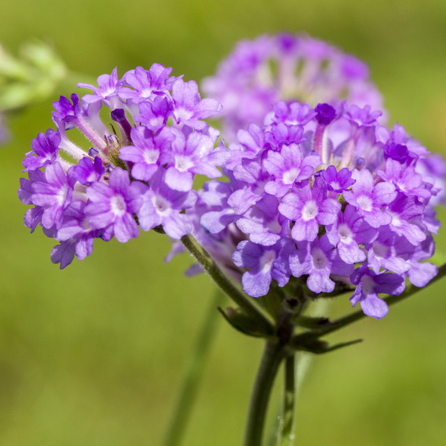 BLUME2000 BIO Steifes Eisenkraut Verbena rigida Staude, 3 Stück - Bild 1