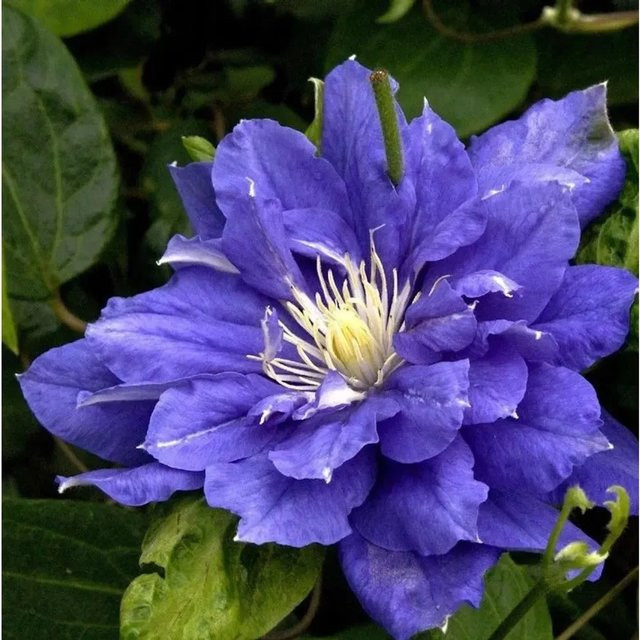 Evison Clematis Diamantina Waldrebe als lilafarbene Kletterpflanze im Topf für Garten und Kübel, Höhe: 60-80 cm - Bild 1