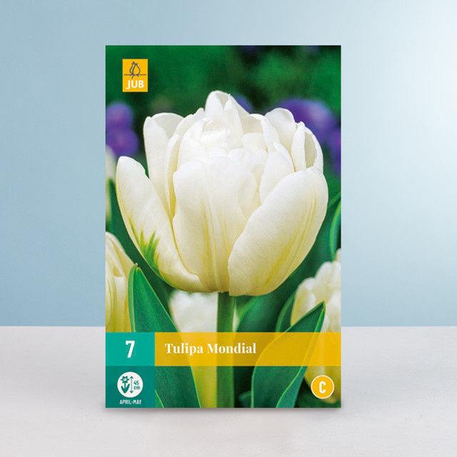 Gefüllte frühe Tulpe Mondial Zwiebeln von BLUME2000 (7 Stück) - Bild 1