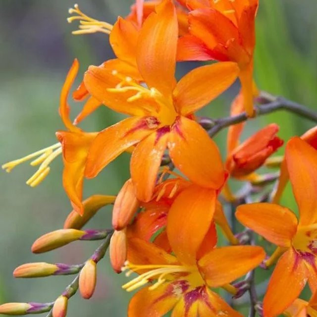 6er Set Crocosmia Montbretie Emily McKenzie arborix Schnittblumen im 9cm Topf - Bild 1