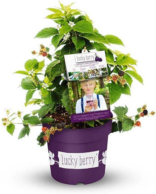 Brombeere Lucky Berry® Rubus fruticosus pflegeleichter Strauch für Balkon oder Terrasse, Höhe: ca. 35 cm, Topf-Durchmesser: ca. 5 cm - Bild 1