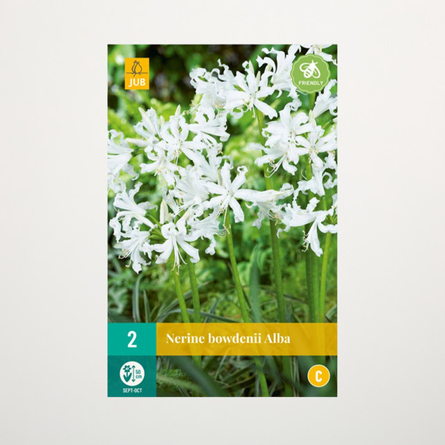 Nerine Bowdenii Alba Blumenzwiebeln, 2 Stück - Bild 1