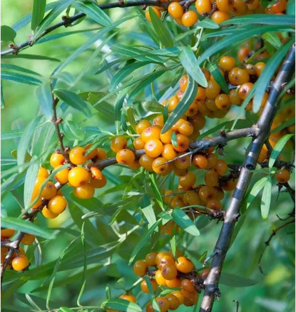 Sanddorn Hippophae rhamnoides Strauch für den Garten mit orangefarbenen Früchten, Höhe: 40-60 cm - Bild 1