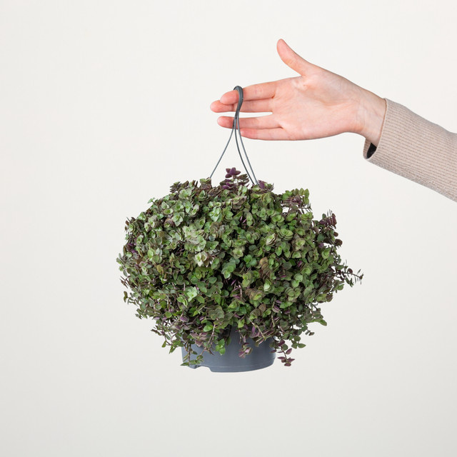 Callisia Kriechendes Schönpolster von BLUME2000, grüne Zimmerpflanze für den Innenbereich und Hängekörbe - Bild 1